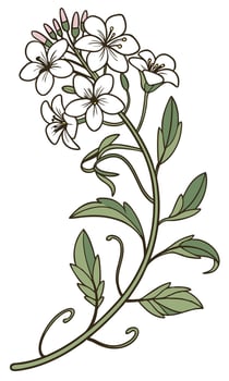 Close-up of the Sweet Alyssum flower arranged beautifully and decorated with vines vector