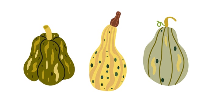 Harvest season flat illustration. Cozy autumn pumpkins of different form and colors vector