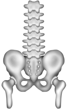 a healthy human pelvis and lumbar spine png