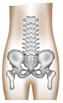 A hand-painted watercolor of a healthy human pelvis and lumbar spine png