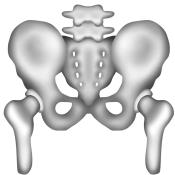 A hand-painted watercolor of a human pelvis bone png