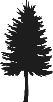 Silhouette of Pine Tree - Evergreen Forest Tree Illustration vector