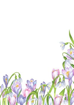 Ready-made rectangular postcard template with watercolor lilac, blue, pink crocuses, snowdrops flowers on white background. Springtime greeting card. Hand-drawn illustration png