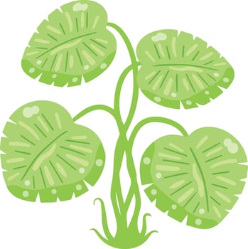 Indoor tropical plant vector