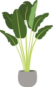 Bird of Paradise Plant in Grey Pot vector