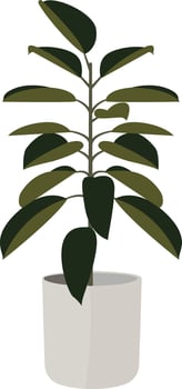 Large Potted Rubber Plant vector