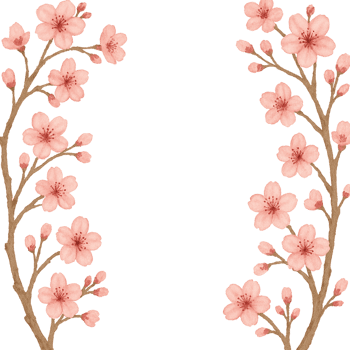Cherry blossom clipart png