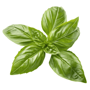 Fresh Basil Leaves Isolated on White, Culinary Herb, Aromatic Ingredient, Food Photography, Healthy Eating, Green Herbs, Studio Shot Transparent Background png