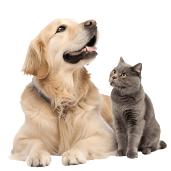 Golden Retriever and Gray Cat Together Looking Up, Animal Companions, Canine and Feline Friends, Pet Love, Loyalty, Togetherness Transparent Background png