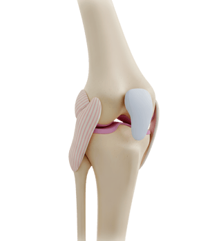 Anatomical Model of the Human Knee Joint Minimalist 3D Rendering in a Soft And Smooth Renderer png