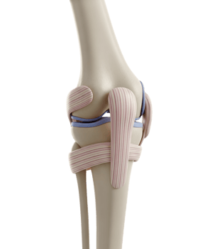 Anatomical Model of the Human Knee Joint Minimalist 3D Rendering Soft And Smooth Renderer png