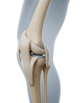 Anatomical Model of the Human Knee Joint Minimalist 3D Rendering in Soft And Smooth Renderer png