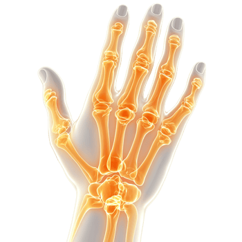 Medical Semi Transparent Human Hand Anatomy with Glowing Orange Bones png