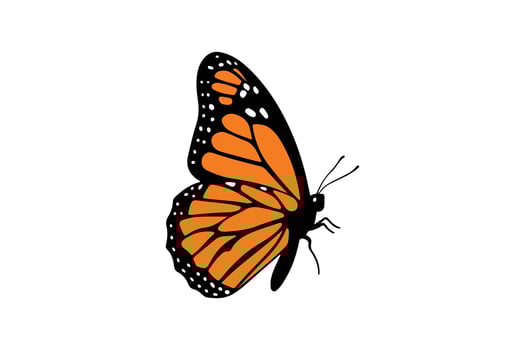 Monarch Butterfly Side View Illustration Detailed Monarch Butterfly Drawing vector