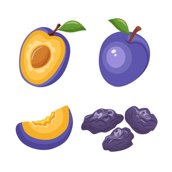 Fresh and dried plums set Prunes set icons on white background. Whole and half plum vector