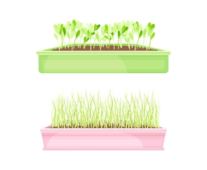 Microgreens in boxes set. Organic herb plants for healthy nutrition illustration vector