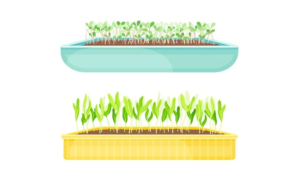 Potted microgreens set. Organic sprouted edible herbs for healthy nutrition, vegetarian superfood illustration vector