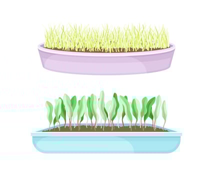 Potted microgreens set. Sprouted edible herbs for healthy nutrition in boxes, vegetarian superfood illustration vector
