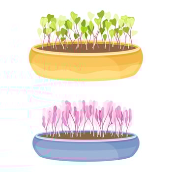 Edible fresh microgreens in boxes set. Herb sprouts for healthy diet, vegetarian superfood illustration vector