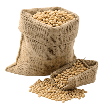 Burlap Sacks Overflowing with Harvested Soybeans on Rustic Agriculture Still Life Transparent Background png