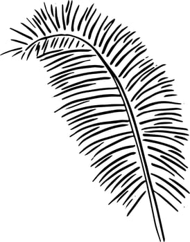 Tropical Palm Leaf Sketch for Natural Branding Use vector