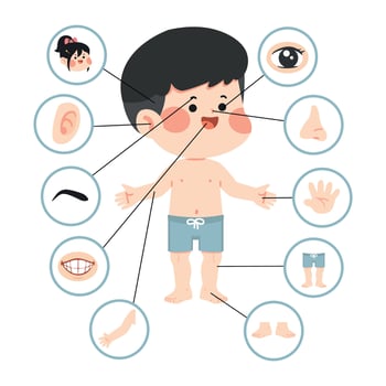 Child body parts illustration vector