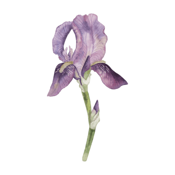 One flower of purple-lilac iris in delicate pastel colors. The watercolor illustration is manually drawn in a botanical style. For the design of postcards, wedding printing, packaging, beauty png