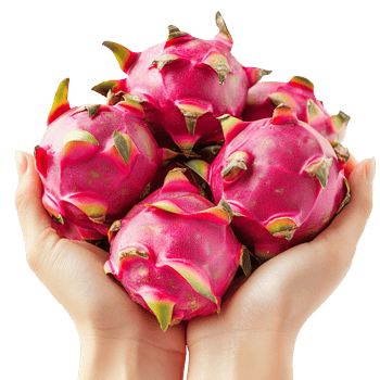 Fresh Dragon Fruits Vibrant Tropical Pitaya Handful Harvest Produce Isolated On Transparent Background png