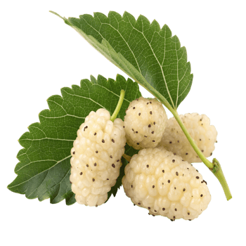 A group of white mulberries with leaves isolated on transparent background png