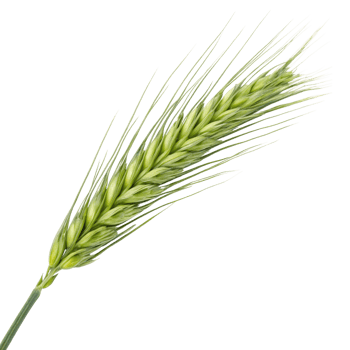 A single green ear of wheat isolated on transparent background png
