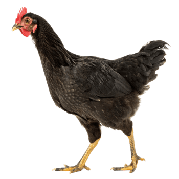 A black chicken isolated on transparent background png