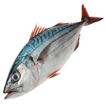 A fresh mackerel fish isolated on transparent background png