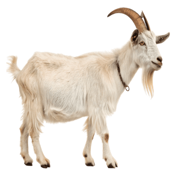 A white goat standing isolated on transparent background png