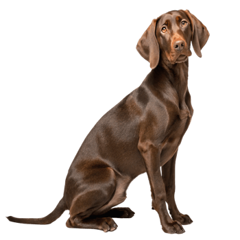 A brown german shorthaired pointer dog is sitting isolated on white png