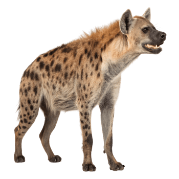 A spotted hyena standing isolated on transparent background png