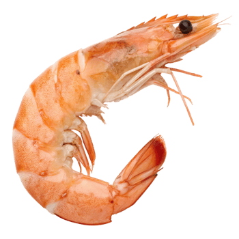 A cooked shrimp isolated on transparent background, showing its texture png