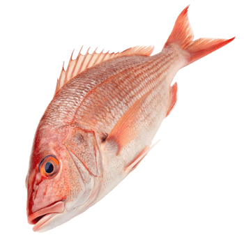 A fresh red snapper fish isolated on transparent background png