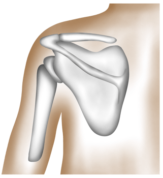 Hand-painted watercolor of a human scapula in the shoulder region png