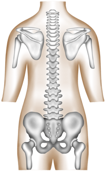 Hand-painted watercolor of a healthy human spine, pelvis, and scapula png