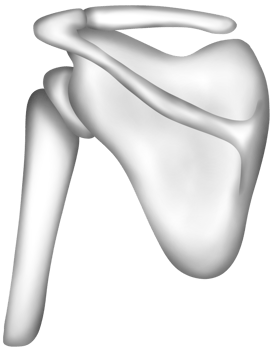 Hand-painted watercolor of a human scapula png