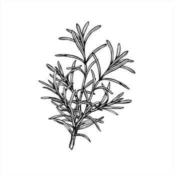 Rosemary bouquet illustration painted by black inks. Mediterranean seasoning aromatic fresh lavender herbs etching drawing. Fragrant plant for spa products, cooking blogs, wedding decor vector