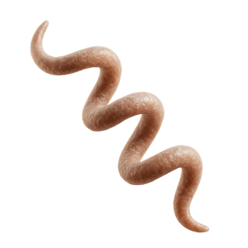 Detailed 3D Visualization of Spirochete Bacterium Structure png