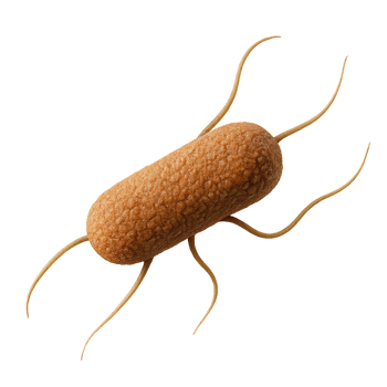 3D Render of Listeria Bacterium in a Simple Style png