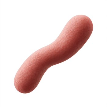 3D Visualization of Lactobacillus Bacteria in Simple Design png