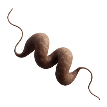 3D Model of Campylobacter Bacterium in Simple Artistic Style png