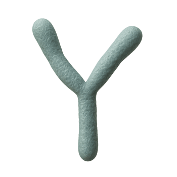3D Simple Model of Bifidobacterium Representing Beneficial Bacteria png