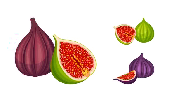 Fresh green and purple fig fruit set. Delicious organic tropical fruit illustration vector
