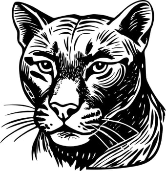 A vintage style illustration showing mountain lion vector