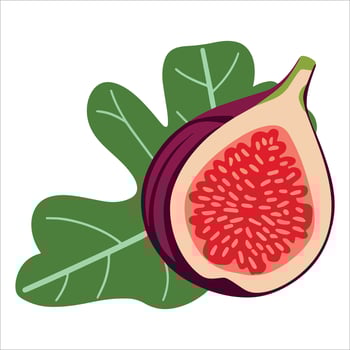 Ripe fig slices revealing ruby interior illustration. ideal for gourmet labels and health conscious recipe blogs. vector
