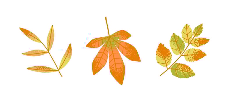 Set of autumn leaves in warm orange and yellow colors, isolated on white background. Botanical collection of fall foliage for seasonal decoration, nature design, or print vector
